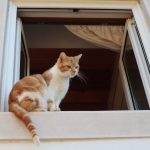 Gato